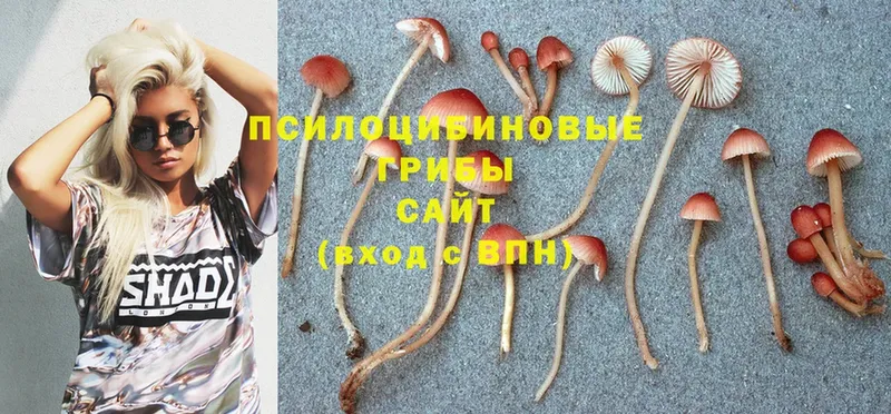 Псилоцибиновые грибы Psilocybine cubensis  гидра tor  Рославль 